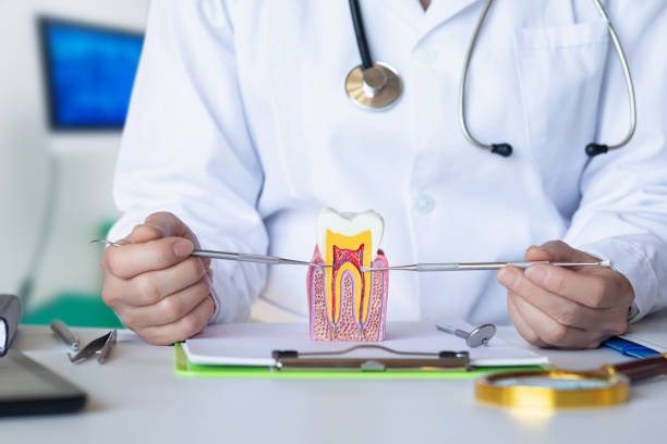 Best Emergency Dental Services for Seniors in Archer, FL